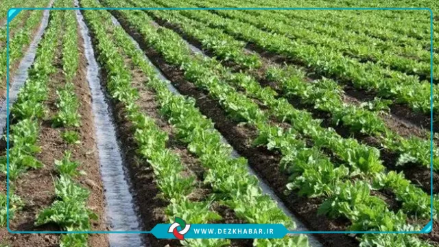 آغاز کشت چغندرقند در بیش از ۵ هزار هکتار اراضی دزفول