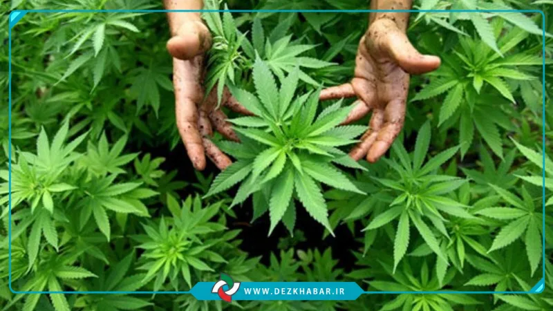 کشف و امحاء بیش از ۵ تُن مواد مخدر در دزفول
