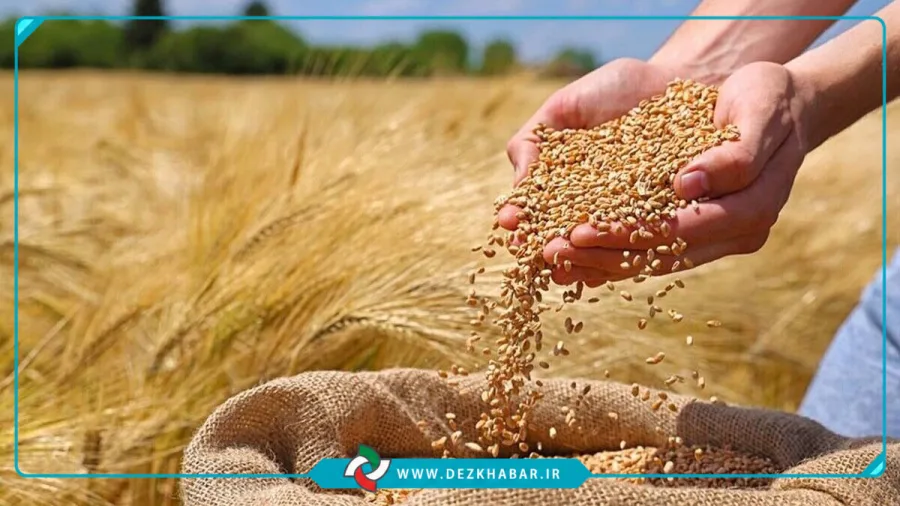 بخش عمده مطالبات گندم‌کاران در ماه جاری پرداخت می‌شود