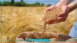 بخش عمده مطالبات گندم‌کاران در ماه جاری پرداخت می‌شود