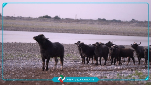 گردشگری دزفول؛ فرصتی برای رونق شهر و پاسداشت هویت آن — عکس ۳