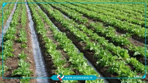آغاز کشت چغندرقند در بیش از ۵ هزار هکتار اراضی دزفول