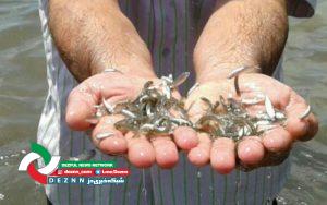 رهاسازی ۲۵۰ هزار بچه ماهی در رودخانه دز شهرستان دزفول
