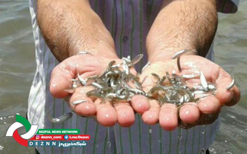 رهاسازی ۲۵۰ هزار بچه ماهی در رودخانه دز شهرستان دزفول