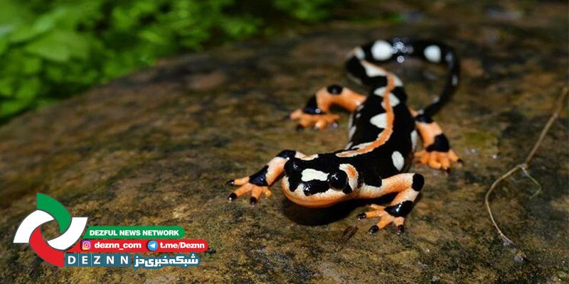 هشت تا ده هزار گونه در حال انقرض سمندر امپراطور در استان خوزستان وجود دارد