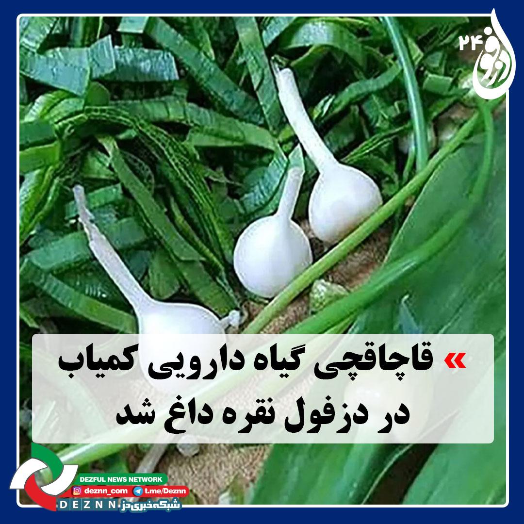 قاچاقچی گیاه دارویی کمیاب در دزفول نقره داغ شد