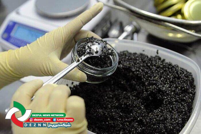 آغاز احداث مجتمع ۲ هزار تنی پرورش ماهیان خاویاری در دزفول